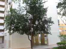 Blk 234A Serangoon Avenue 2 (Serangoon), HDB Executive #277952